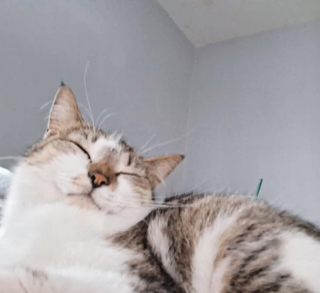 Enlarge Sissy, a ADOPTABLE Tabby in Philadelphia, PA image 6/6