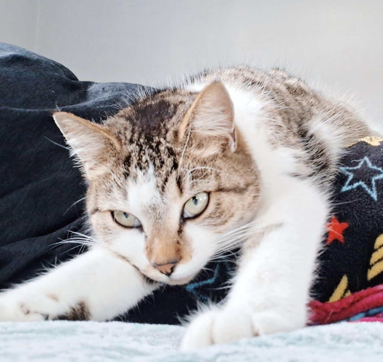 Enlarge Sissy, a ADOPTABLE Tabby in Philadelphia, PA image 3/5