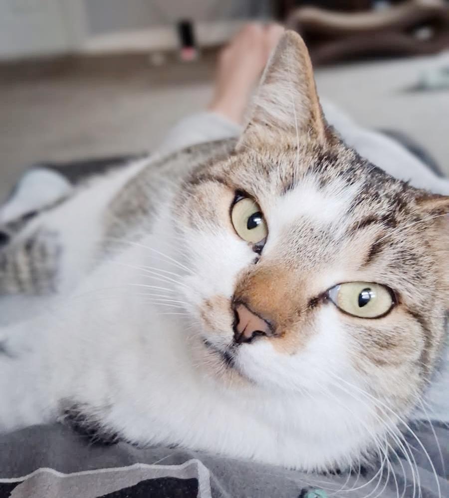 Sissy, ADOPTABLE, Young Female Tabby.