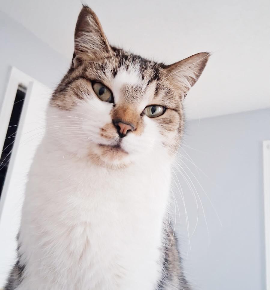 Enlarge Sissy, a ADOPTABLE Tabby in Philadelphia, PA image 2/5