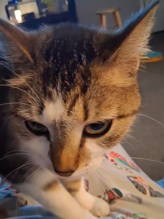 Enlarge Sissy, a ADOPTABLE Tabby in Philadelphia, PA video 6/6