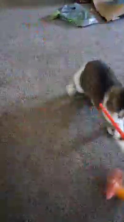 Enlarge Sissy, a ADOPTABLE Tabby in Philadelphia, PA video 5/5