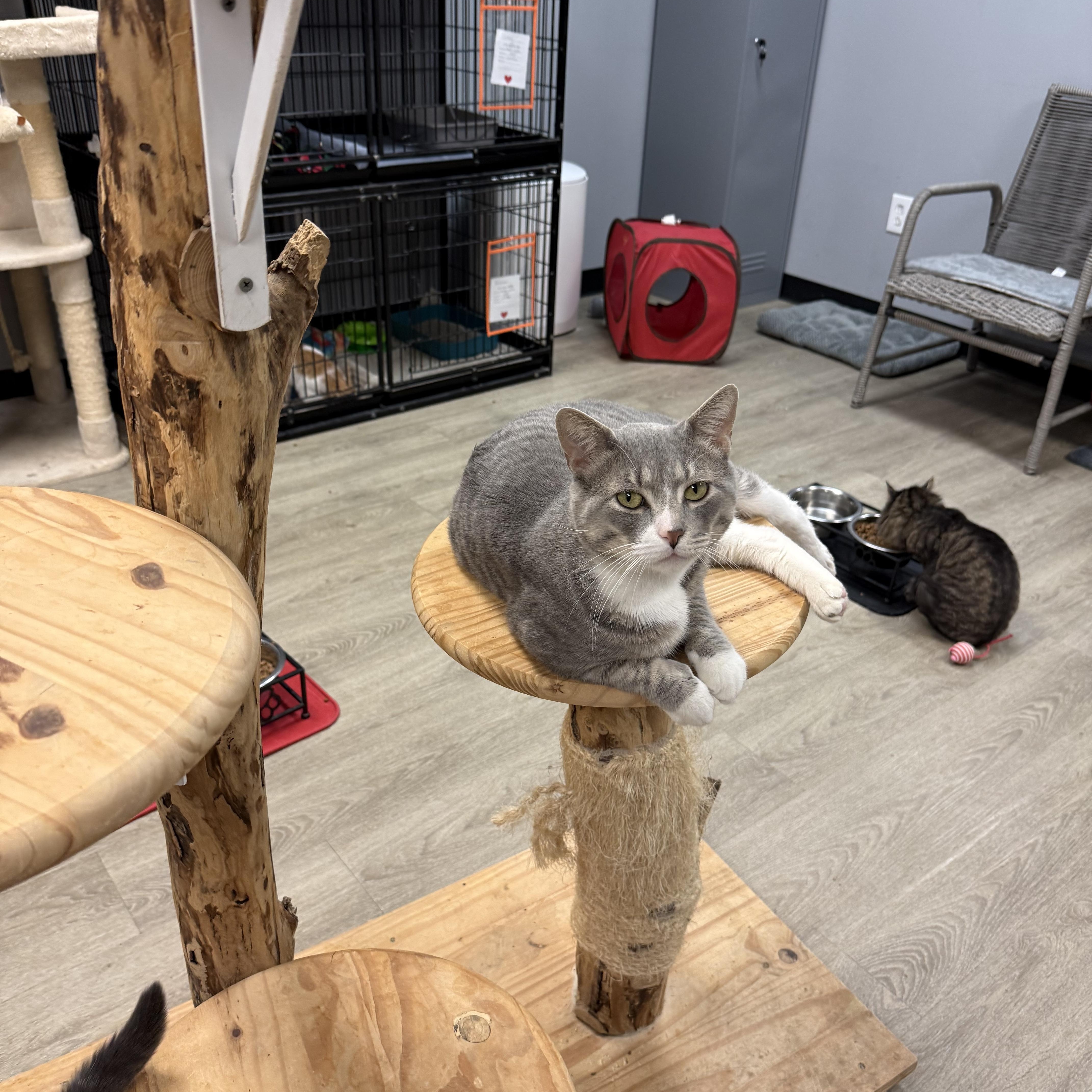 Nehko, Adoptable, Adult Male Domestic Short Hair.
