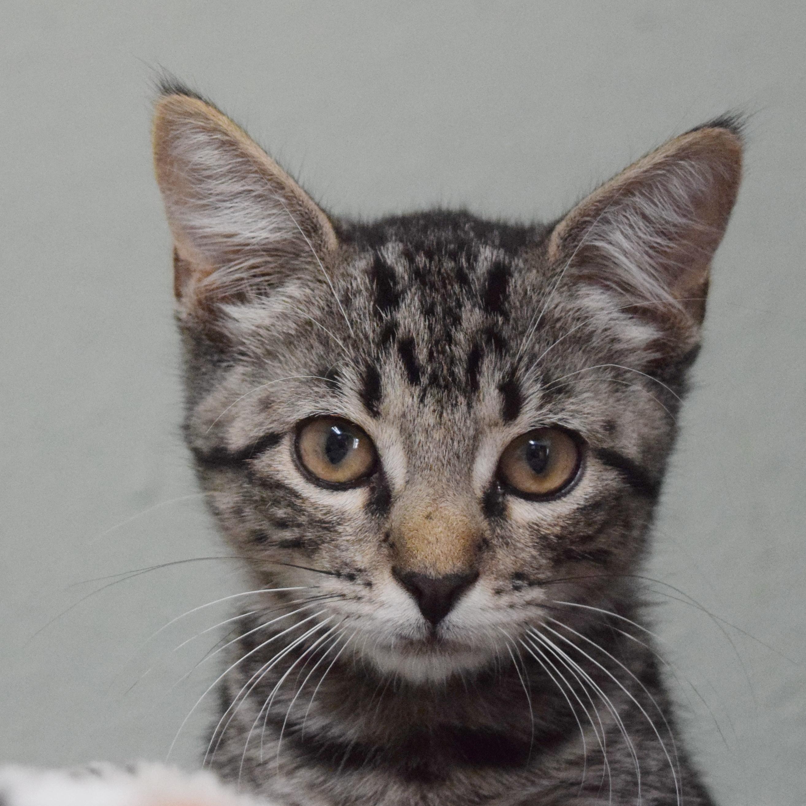 Enlarge Lenny, a ADOPTABLE mixed breed in Bulverde, TX image 1/6