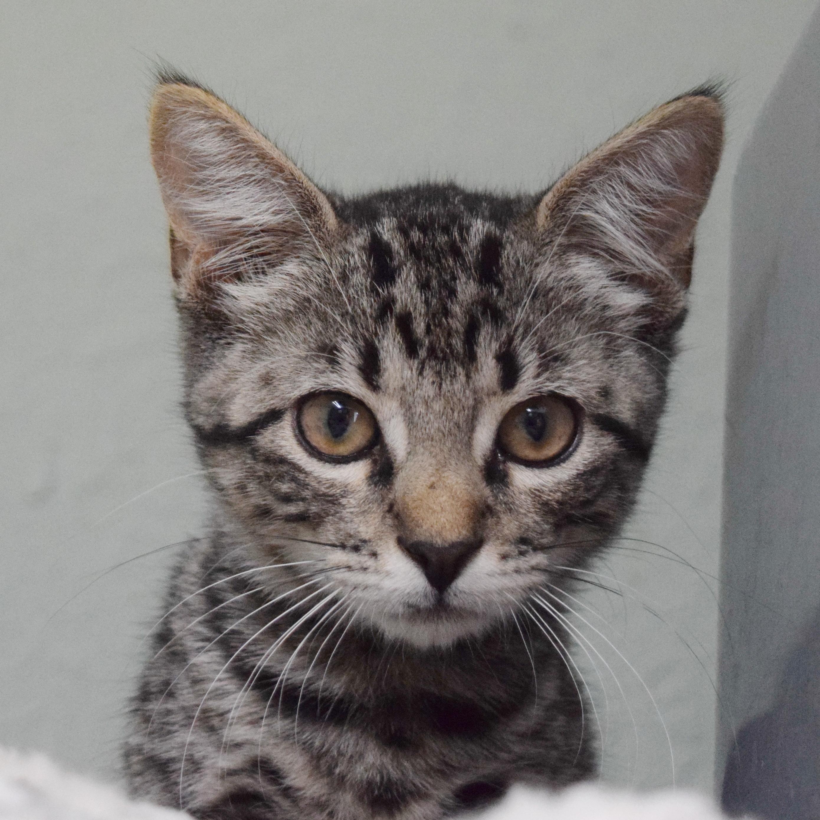 Enlarge Lenny, a ADOPTABLE mixed breed in Bulverde, TX image 4/6
