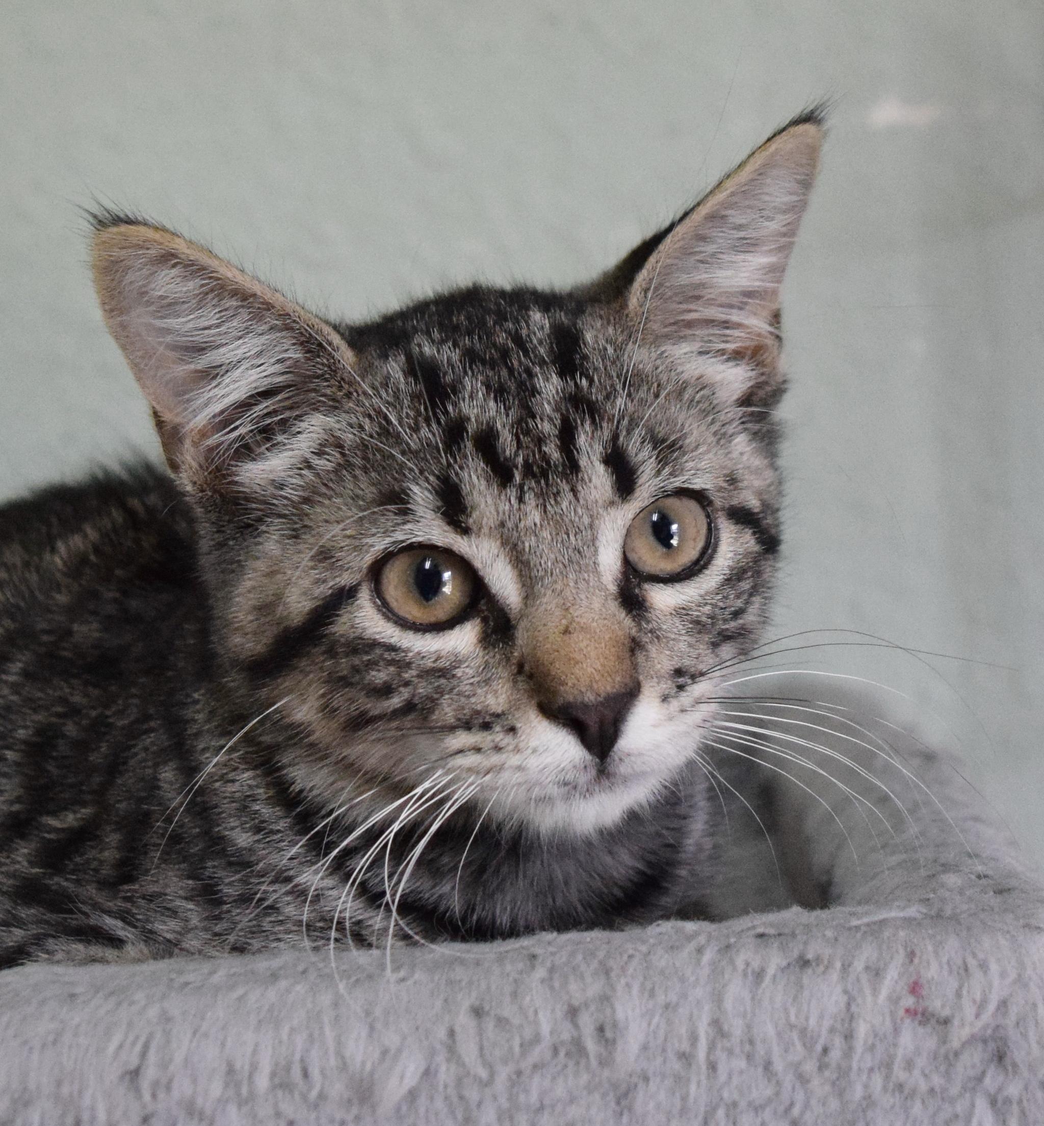 Enlarge Lenny, a ADOPTABLE mixed breed in Bulverde, TX image 2/6