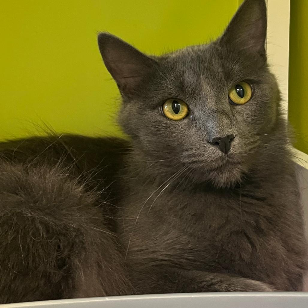 Olive, Adoptable, Adult Female Domestic Medium Hair.