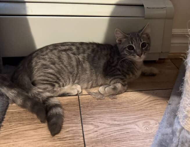 Enlarge Chowder, a Adopted Domestic Short Hair in Red Hook, NY image 3/5