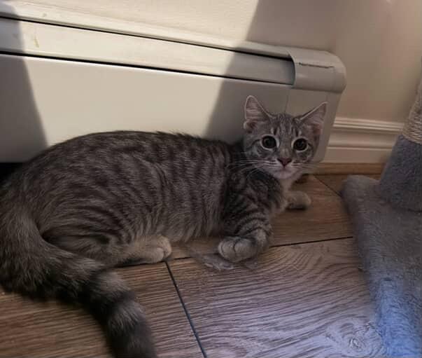 Enlarge Chowder, a Adopted Domestic Short Hair in Red Hook, NY image 4/5