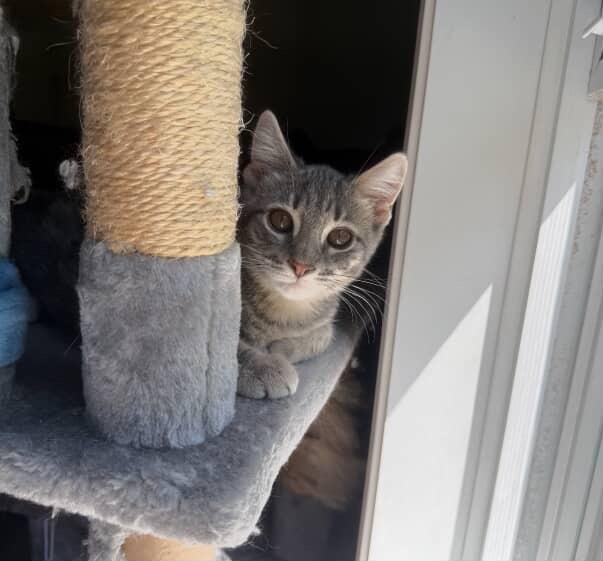 Enlarge Chowder, a Adopted Domestic Short Hair in Red Hook, NY image 2/5