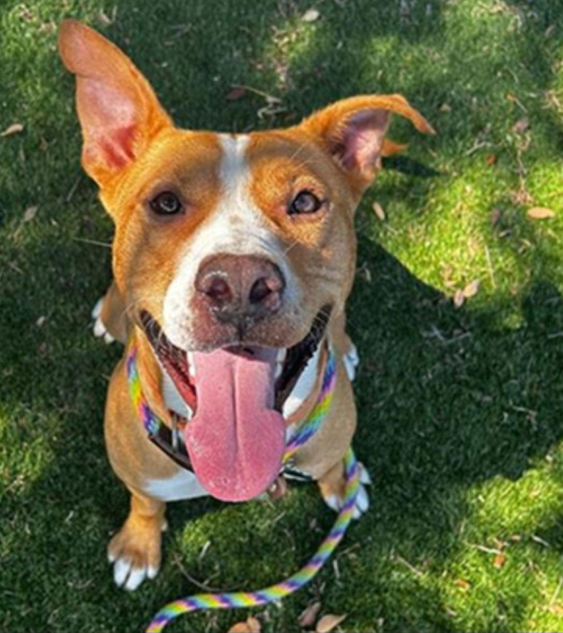 Oriole, Adoptable, Adult Male Labrador Retriever & American Staffordshire Terrier.