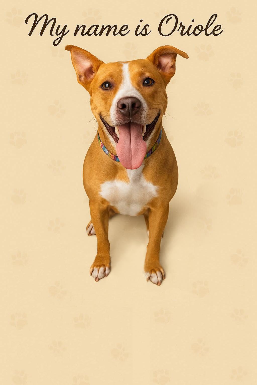 Enlarge Oriole, a Adoptable mixed breed in Tampa, FL image 2/3