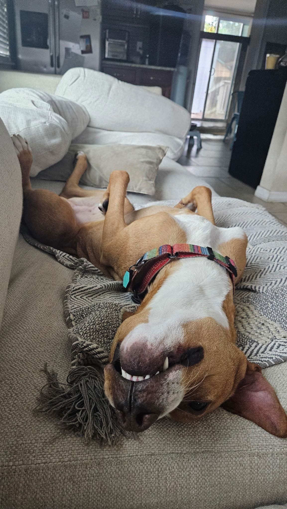 Enlarge Oriole, a Adoptable mixed breed in Tampa, FL image 3/3