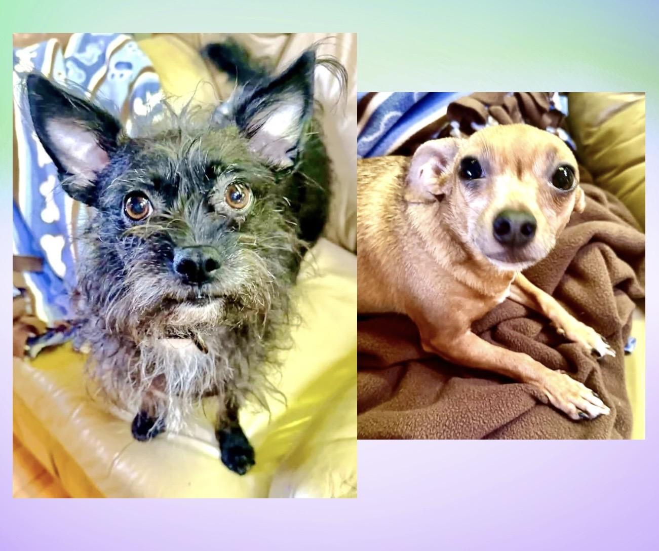 Margie & Sweetie (bonded), a ADOPTABLE mixed breed in Westfield, NY image 2/6