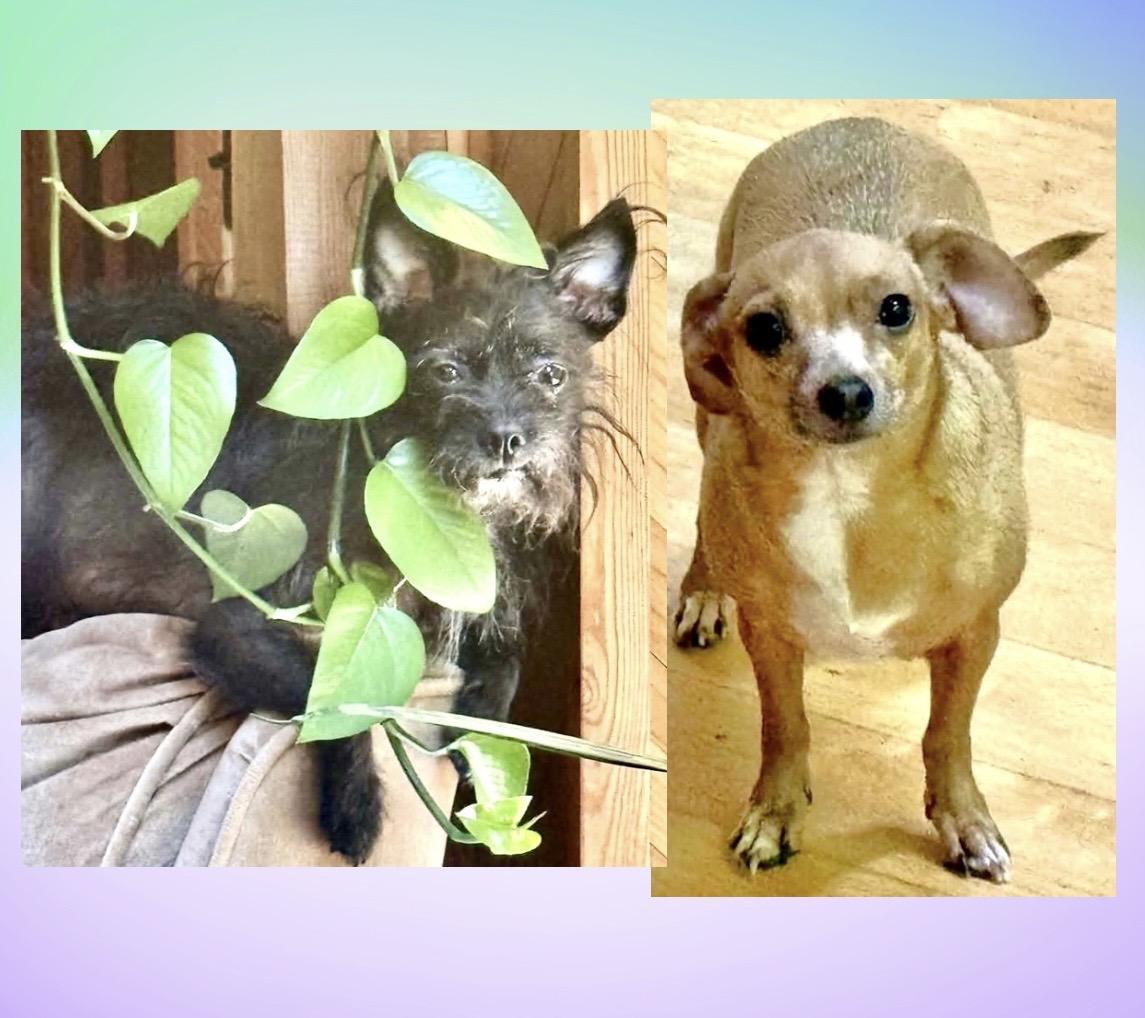 Margie & Sweetie (bonded), a ADOPTABLE mixed breed in Westfield, NY image 3/6