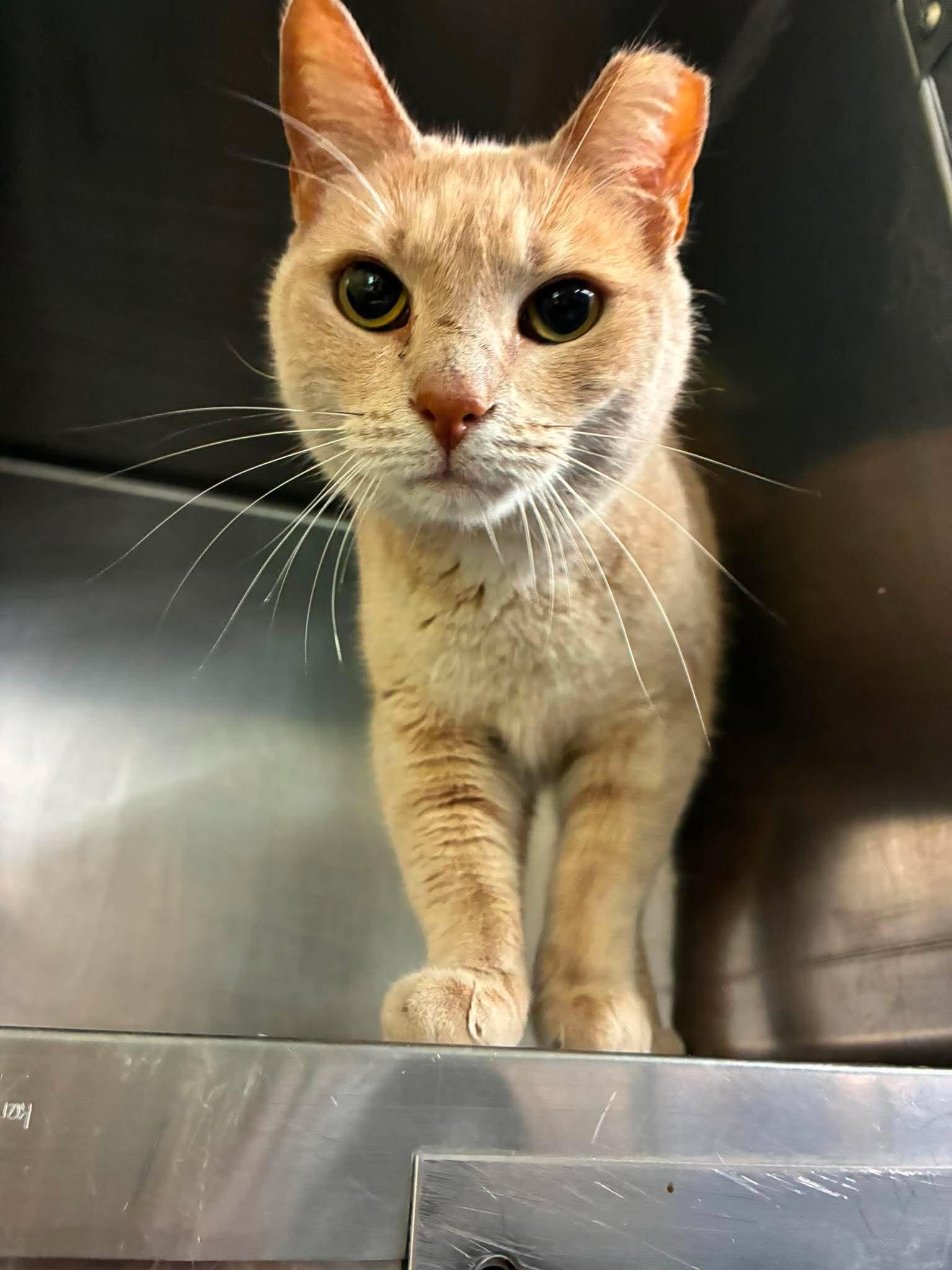 Enlarge Opal, a Adoptable mixed breed in Petersburg, IL image 3/4