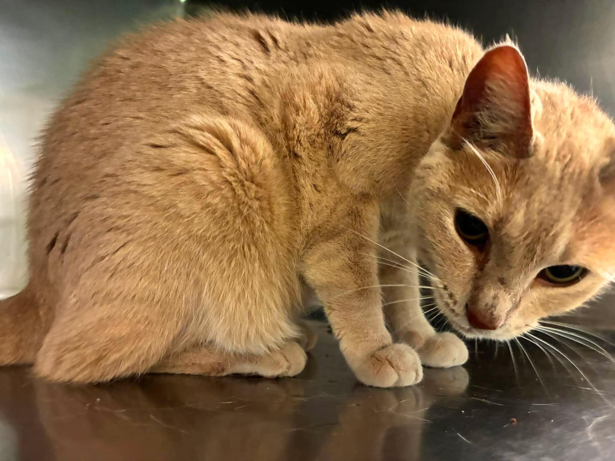 Enlarge Opal, a Adoptable mixed breed in Petersburg, IL image 4/4