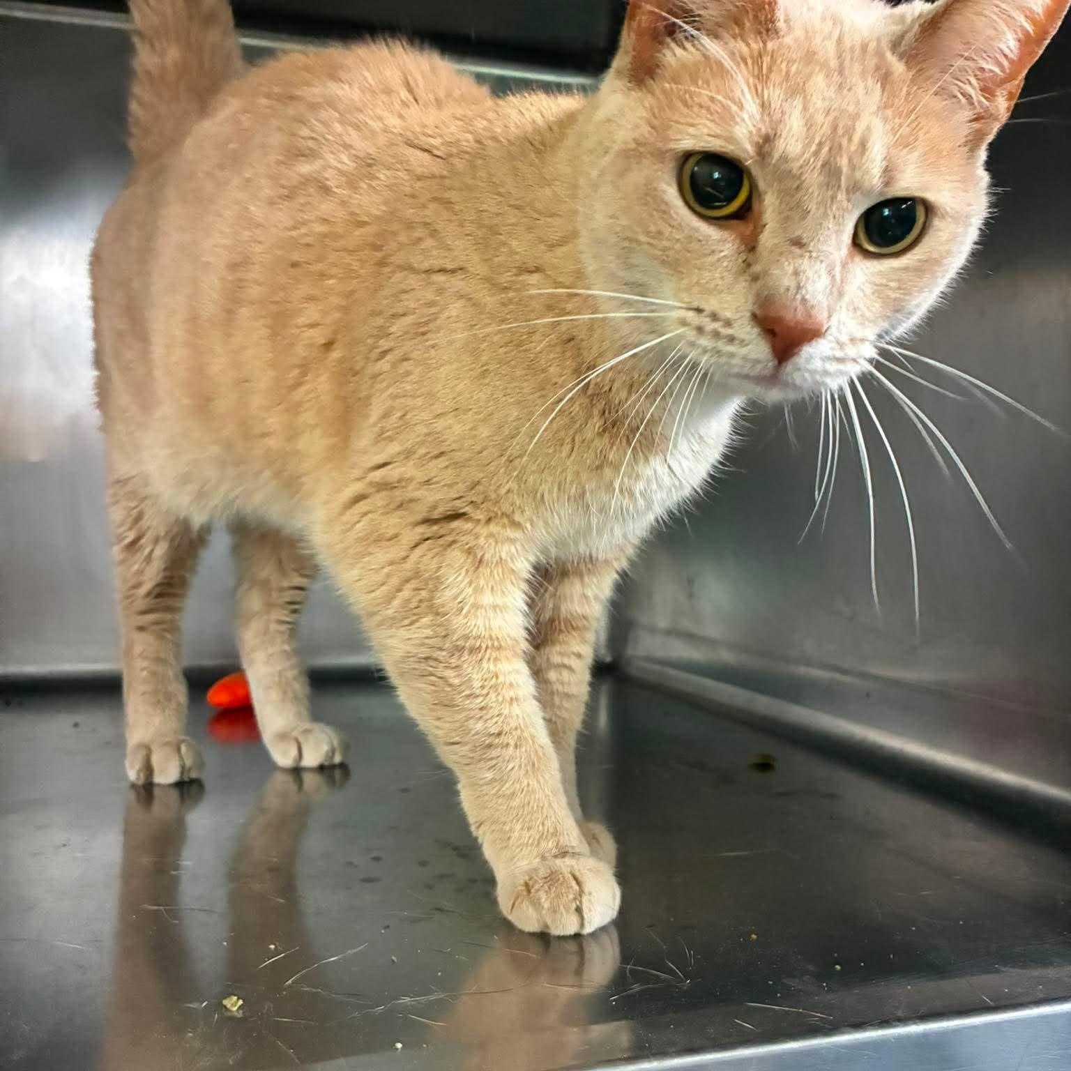 Enlarge Opal, a Adoptable mixed breed in Petersburg, IL image 2/4