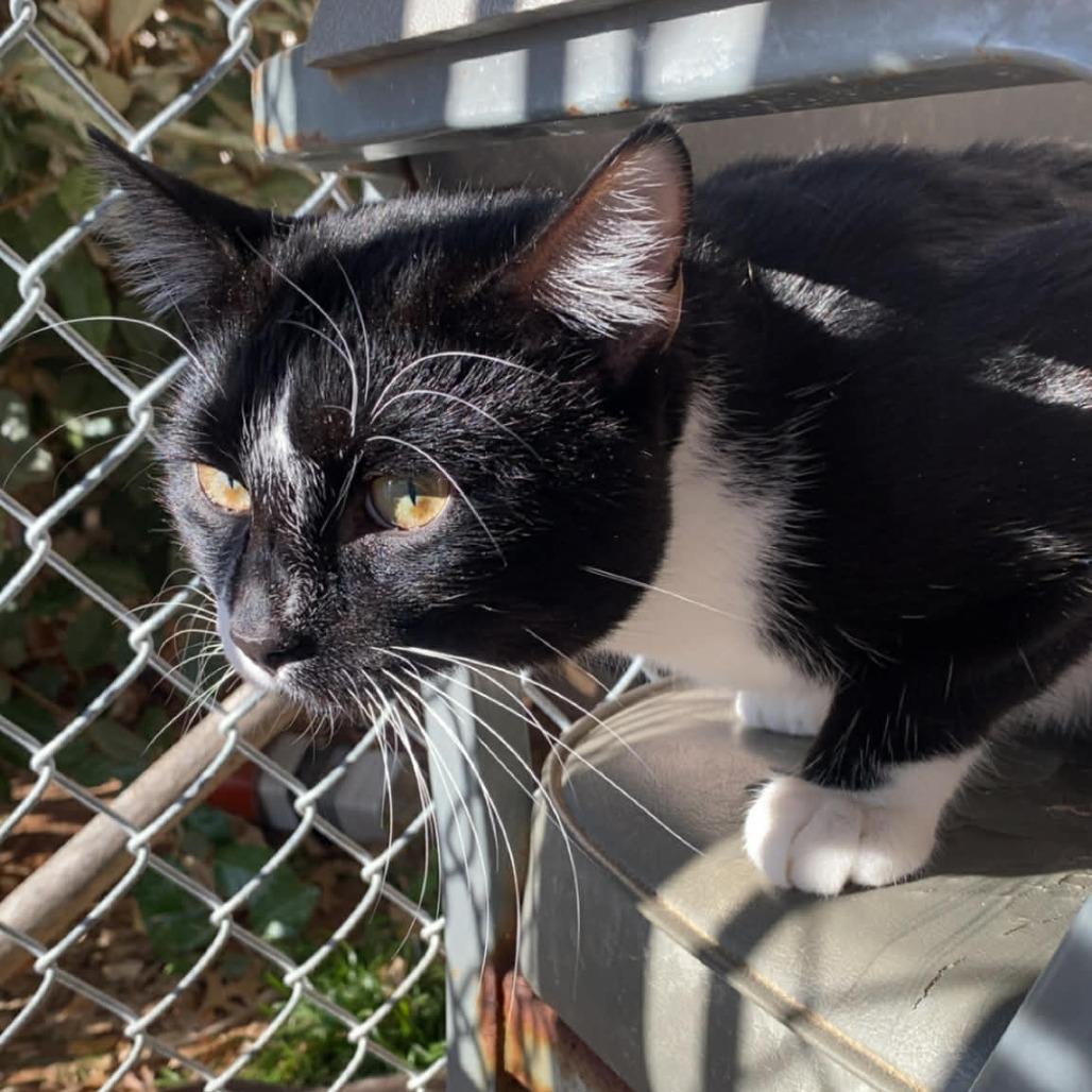 Pluto, adopted, Adult Male Domestic Short Hair.