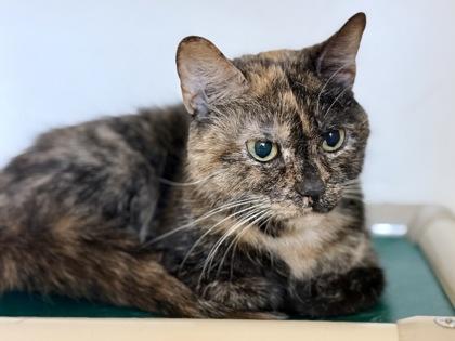 Enlarge Penny , a ADOPTABLE Tortoiseshell in Downers Grove, IL image 3/3