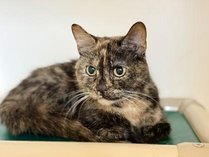 Enlarge Penny , a ADOPTABLE Tortoiseshell in Downers Grove, IL image 1/3