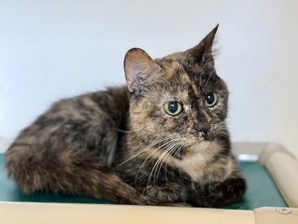 Enlarge Penny , a ADOPTABLE Tortoiseshell in Downers Grove, IL image 2/3