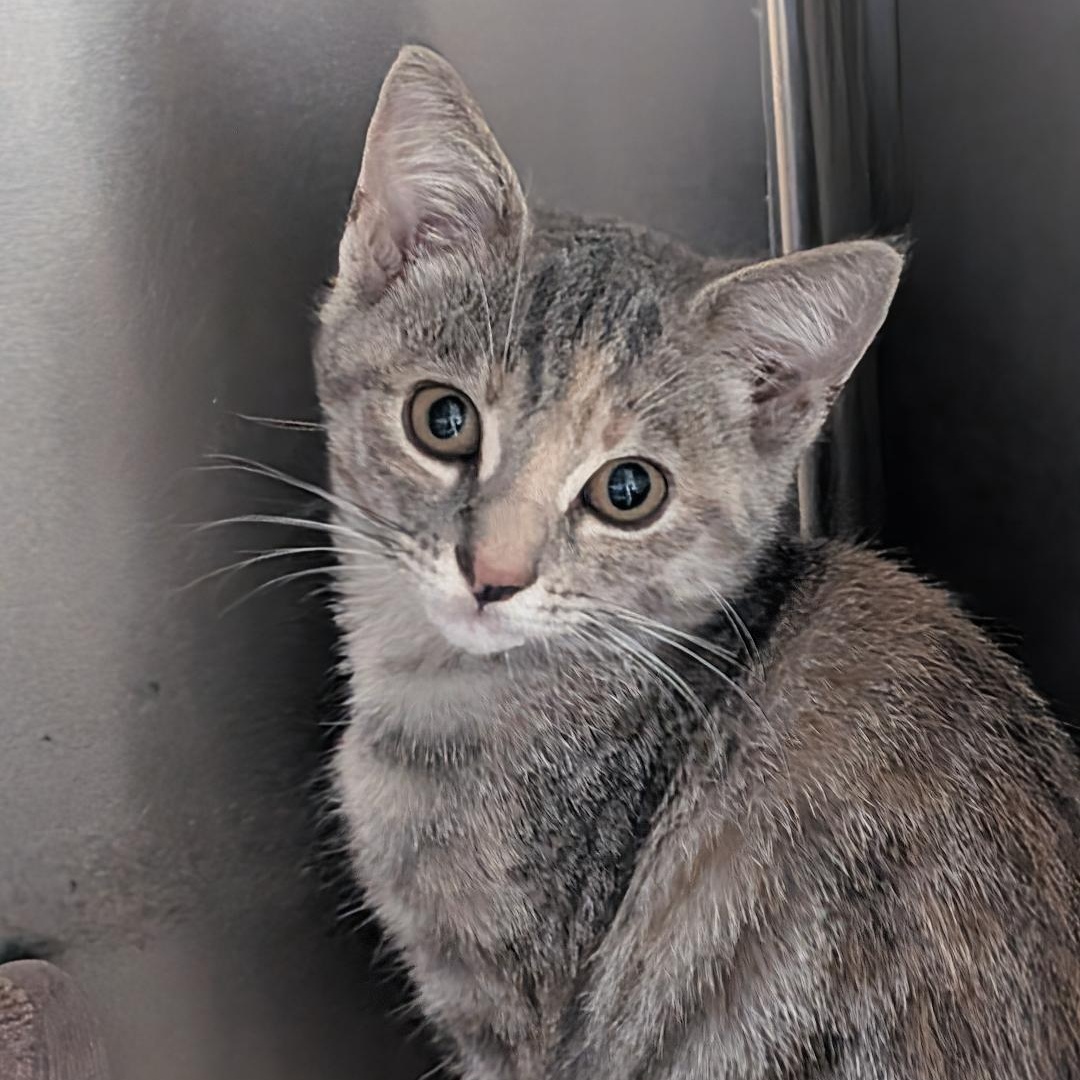 Enlarge Tabitha, a Adoptable Domestic Short Hair in Reisterstown, MD image 1/5
