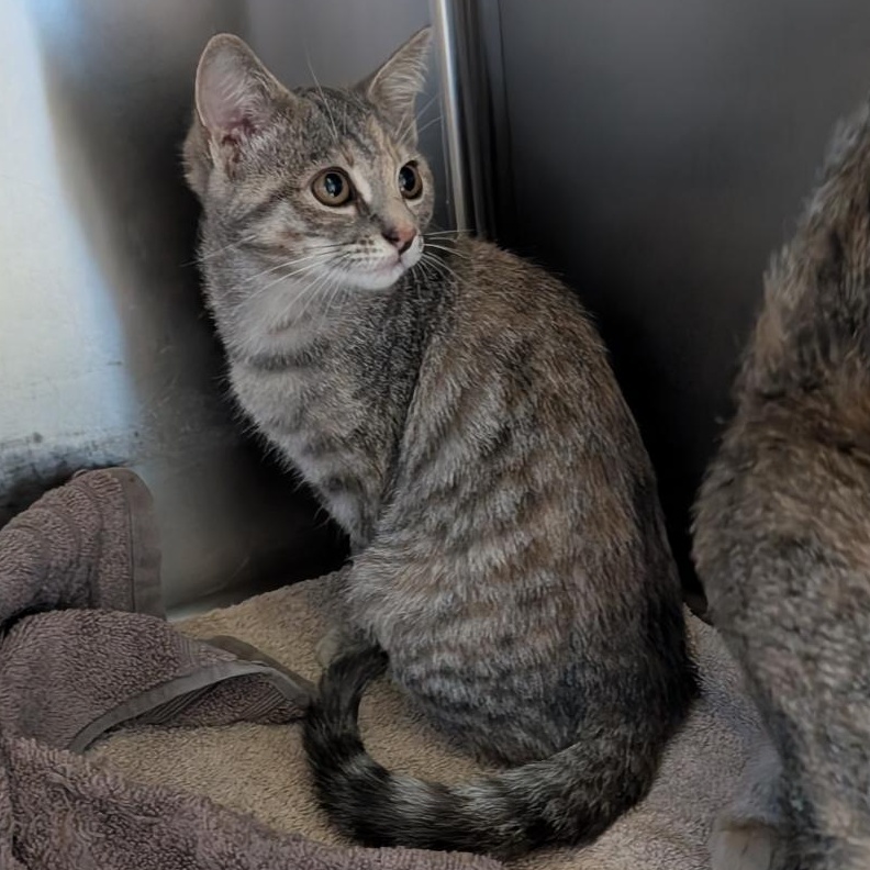 Enlarge Tabitha, a Adoptable Domestic Short Hair in Reisterstown, MD image 2/5