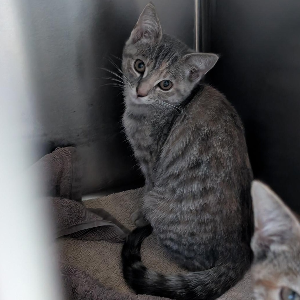 Enlarge Tabitha, a Adoptable Domestic Short Hair in Reisterstown, MD image 3/5