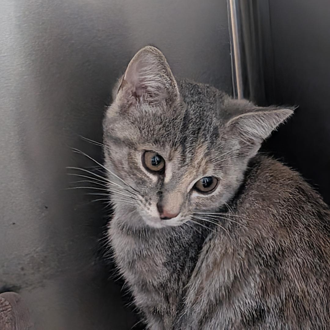 Enlarge Tabitha, a Adoptable Domestic Short Hair in Reisterstown, MD image 4/5