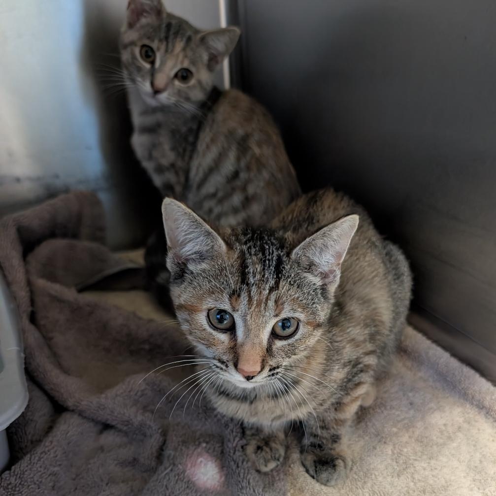 Enlarge Tabitha, a Adoptable Domestic Short Hair in Reisterstown, MD image 5/5
