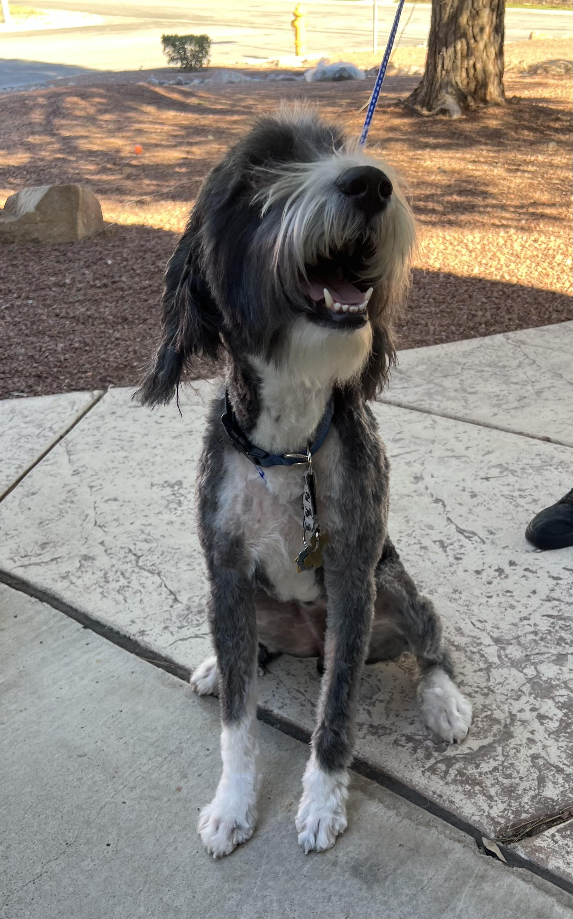 Wesley, ADOPTABLE, Adult Male Poodle.