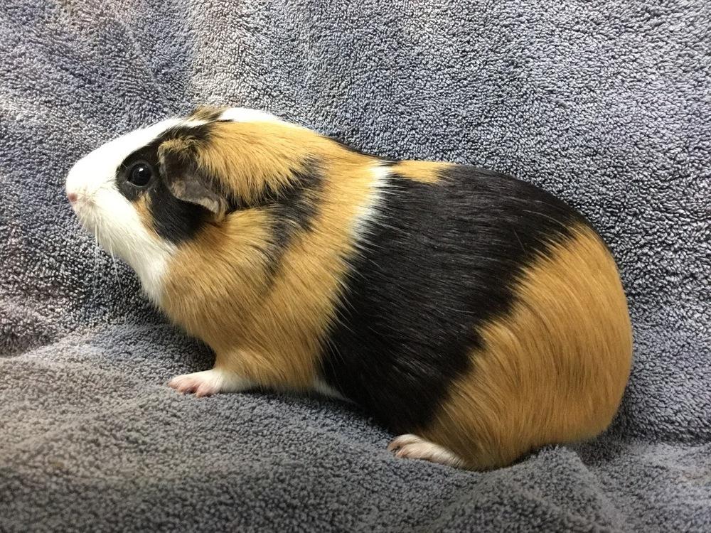 Swatter( Bonded to Flying Dutchman), Adoptable, Adult Male Guinea Pig.