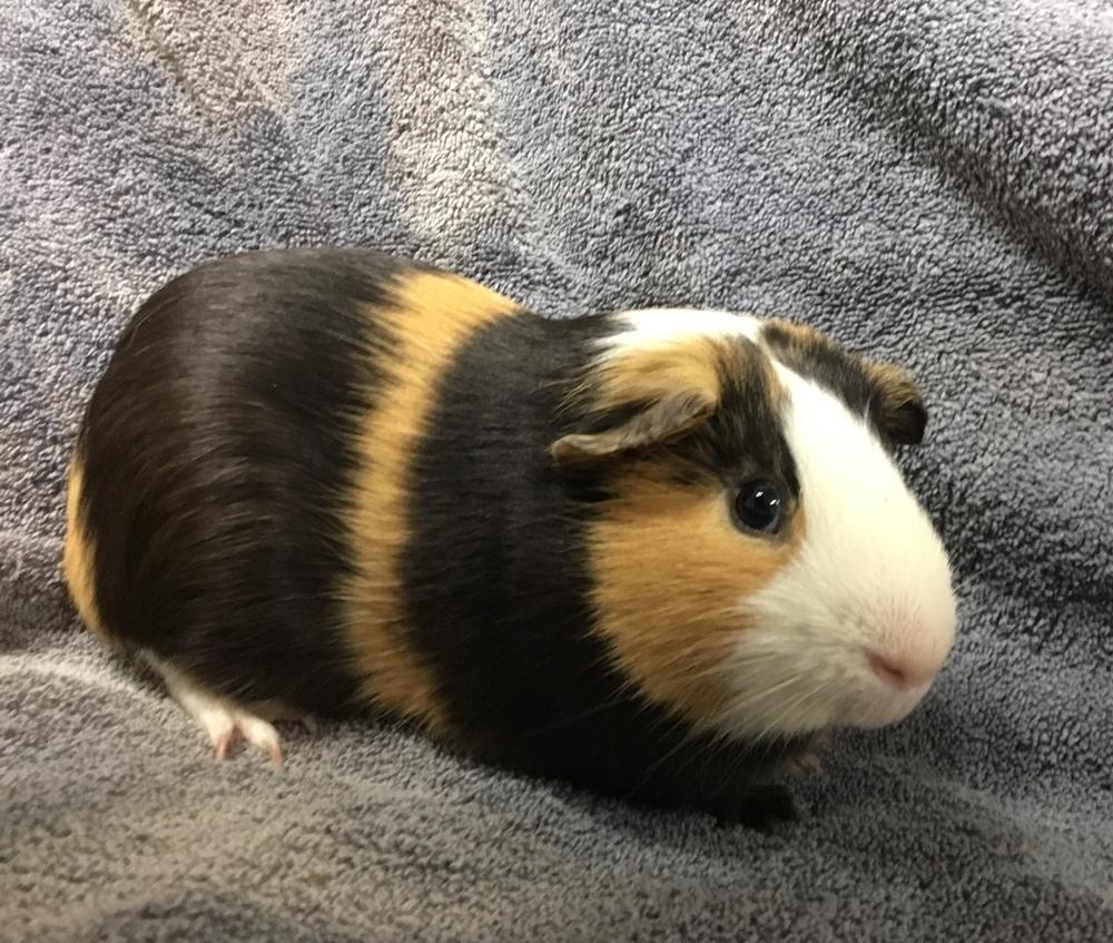 Enlarge Swatter( Bonded to Flying Dutchman), a Adoptable Guinea Pig in San Diego, CA image 2/3