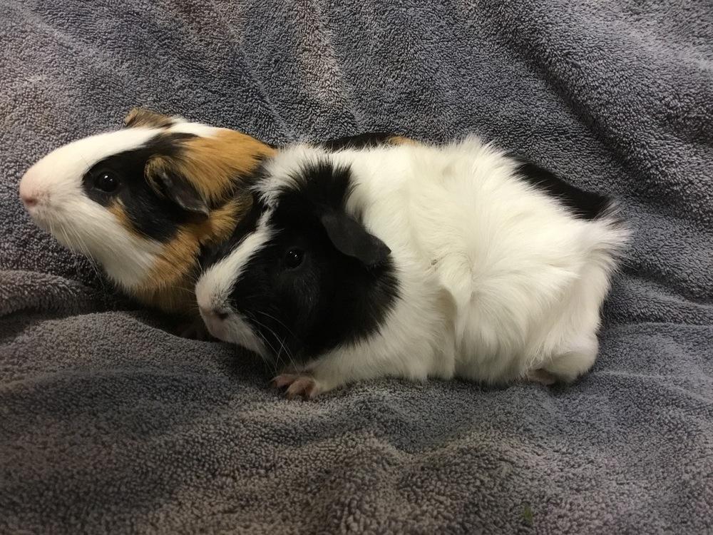 Enlarge Swatter( Bonded to Flying Dutchman), a Adoptable Guinea Pig in San Diego, CA image 3/3