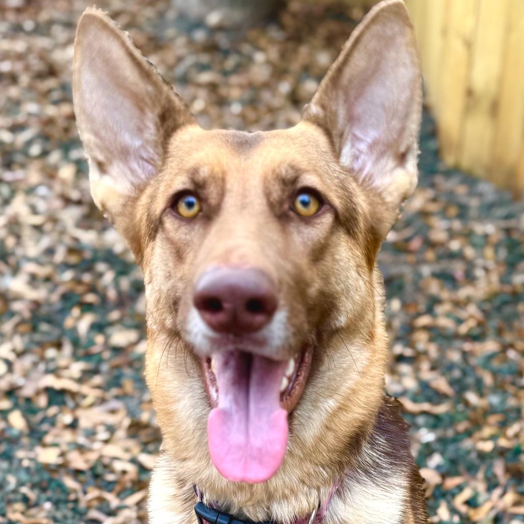Elsie, Adoptable, Adult Female Shepherd.