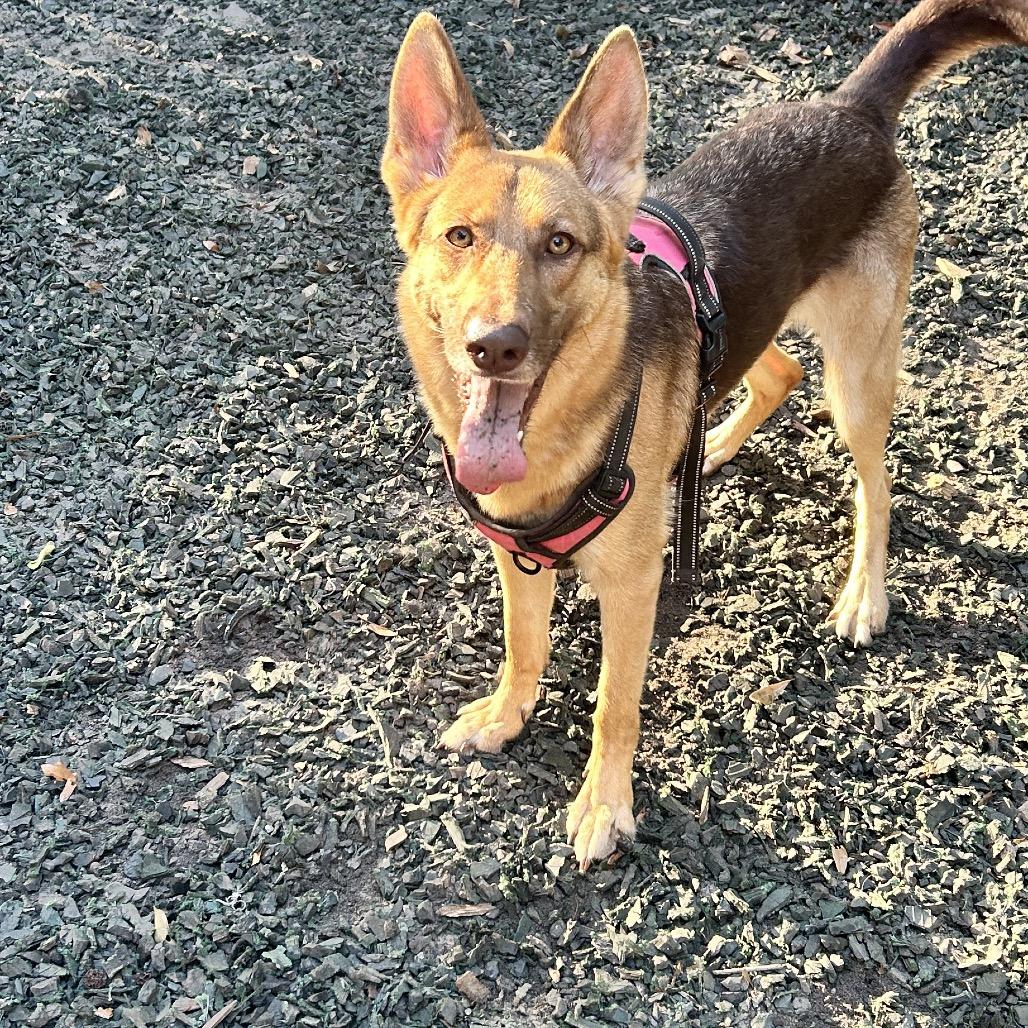 Enlarge Elsie, a Adoptable Shepherd in Decatur, GA image 3/3