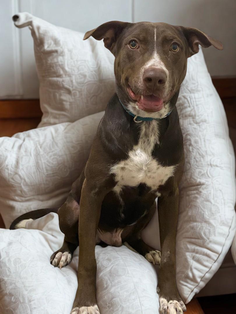 Axel, an adoptable Border Collie in Kuna, ID, 83634 | Photo Image 1