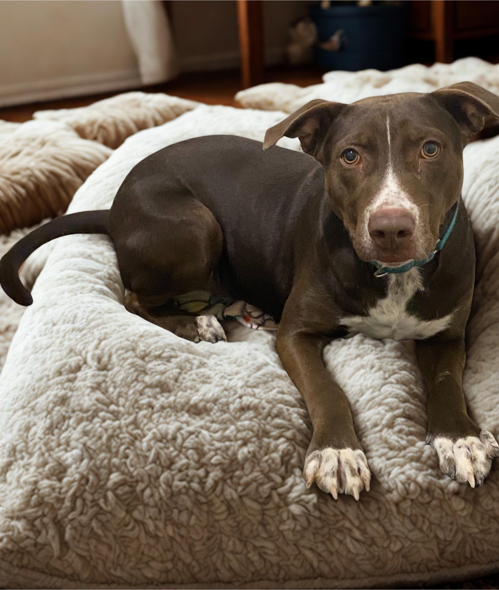 Axel, an adoptable Border Collie in Kuna, ID, 83634 | Photo Image 1
