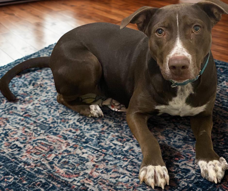 Axel, an adoptable Border Collie in Kuna, ID, 83634 | Photo Image 1