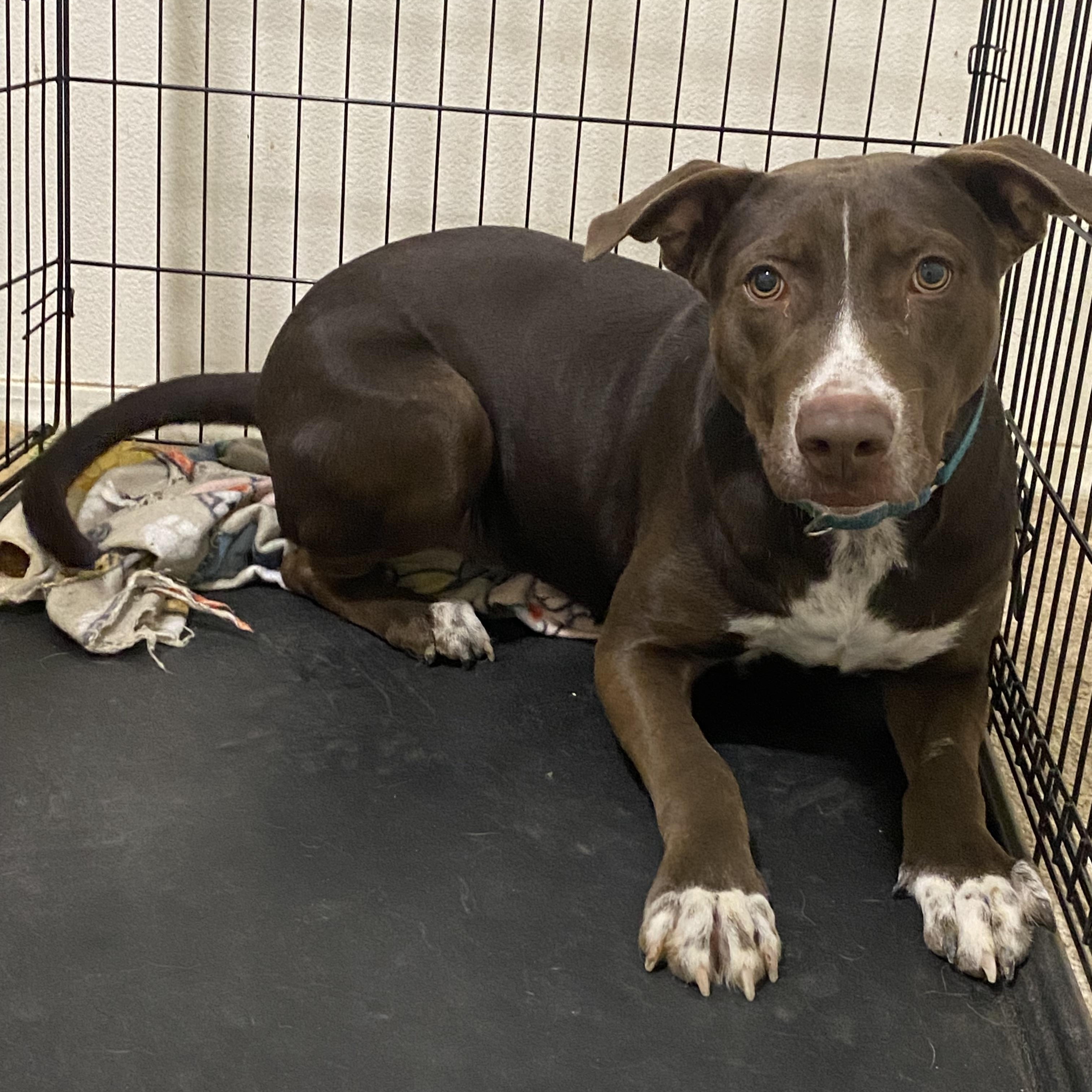 Axel, an adoptable Border Collie in Kuna, ID, 83634 | Photo Image 5