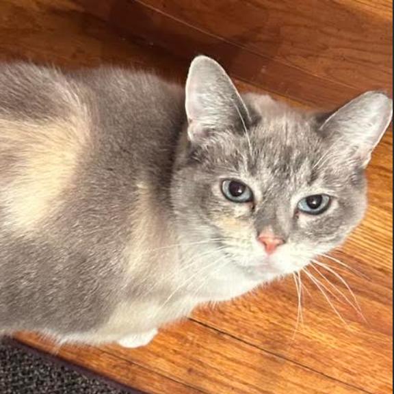 Enlarge Blue Eyes, a Adoptable Siamese in Gordonsville, TN image 1/3