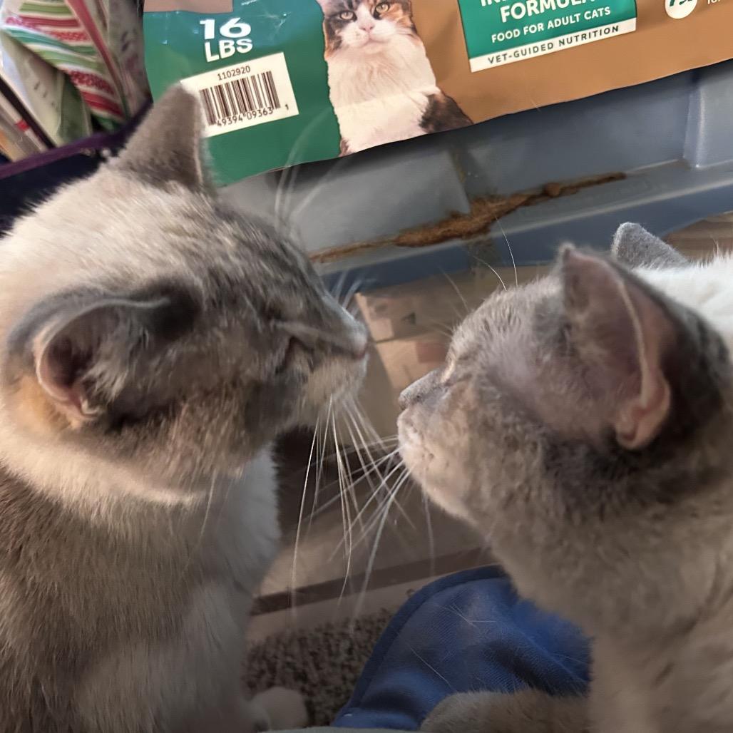 Enlarge Blue Eyes, a Adoptable Siamese in Gordonsville, TN image 2/3