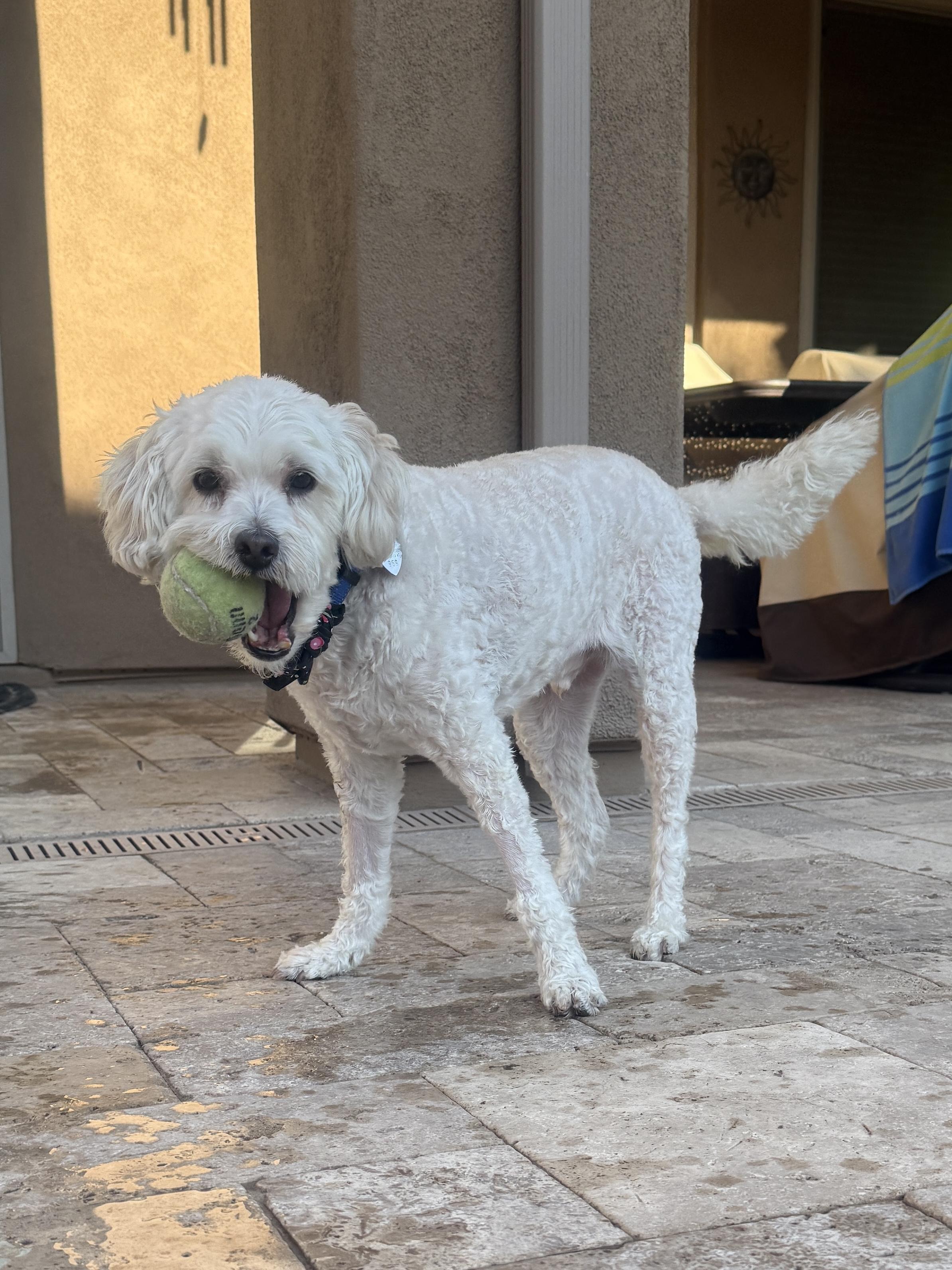 Enlarge Joey, a ADOPTABLE mixed breed in Scottsdale, AZ image 4/5