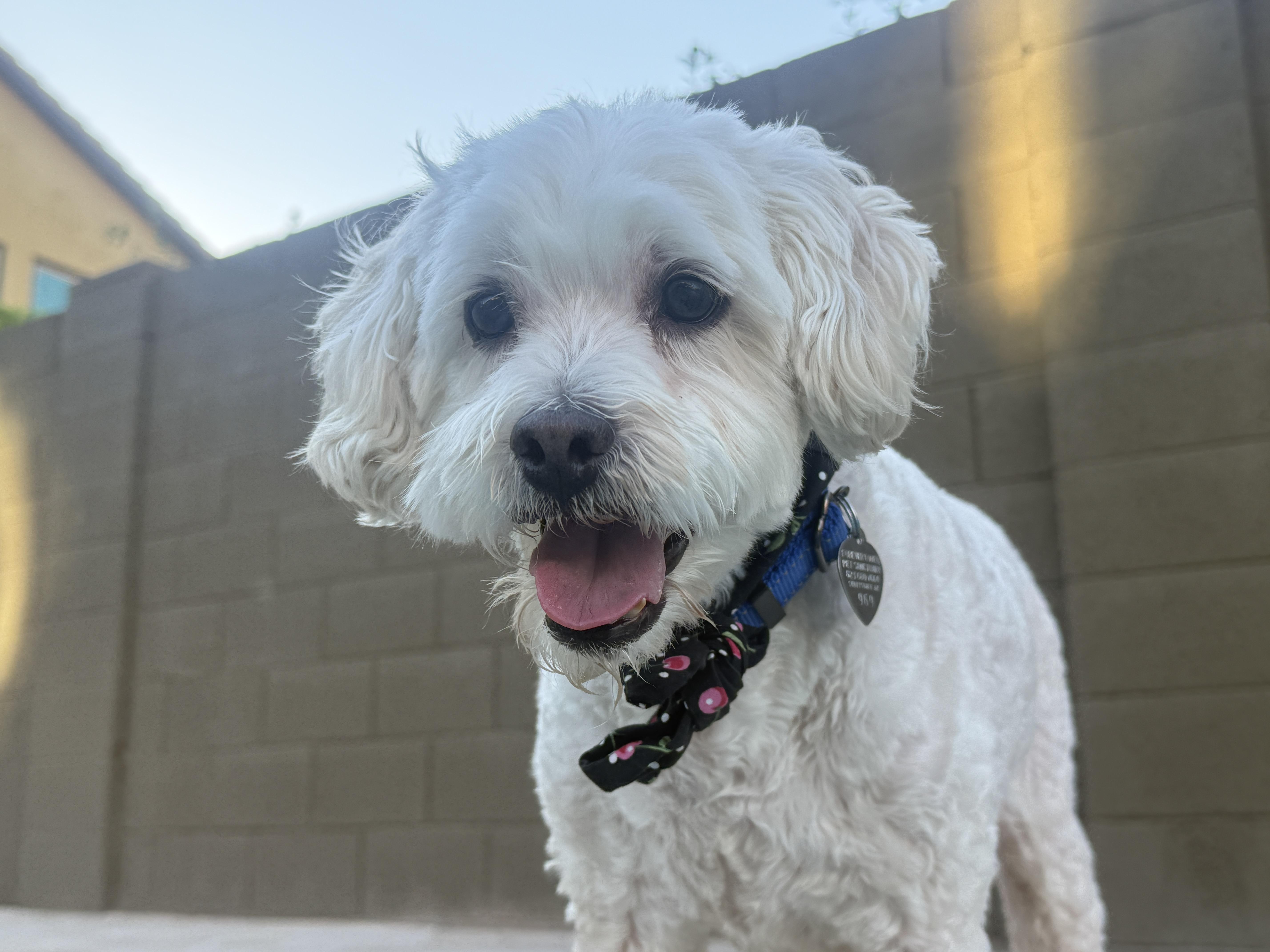 Joey, ADOPTABLE, Senior Male Miniature Poodle & Bichon Frise.