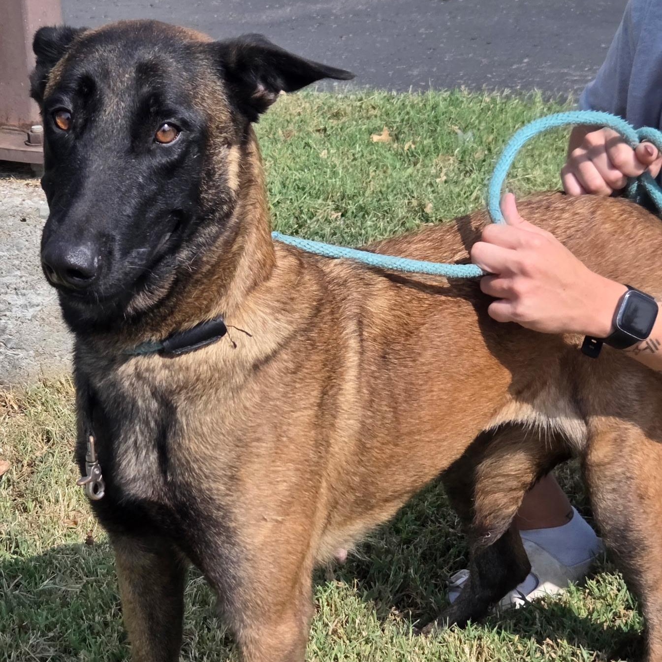 Enlarge Dory, a Adoptable Belgian Shepherd / Malinois in Brentwood, TN image 2/2