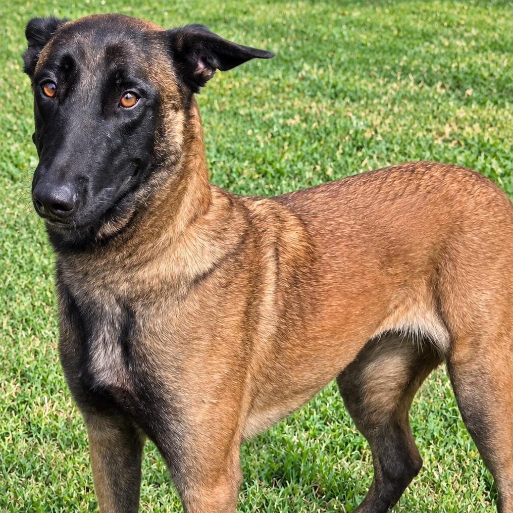 Enlarge Dory, a Adoptable Belgian Shepherd / Malinois in Brentwood, TN image 1/2