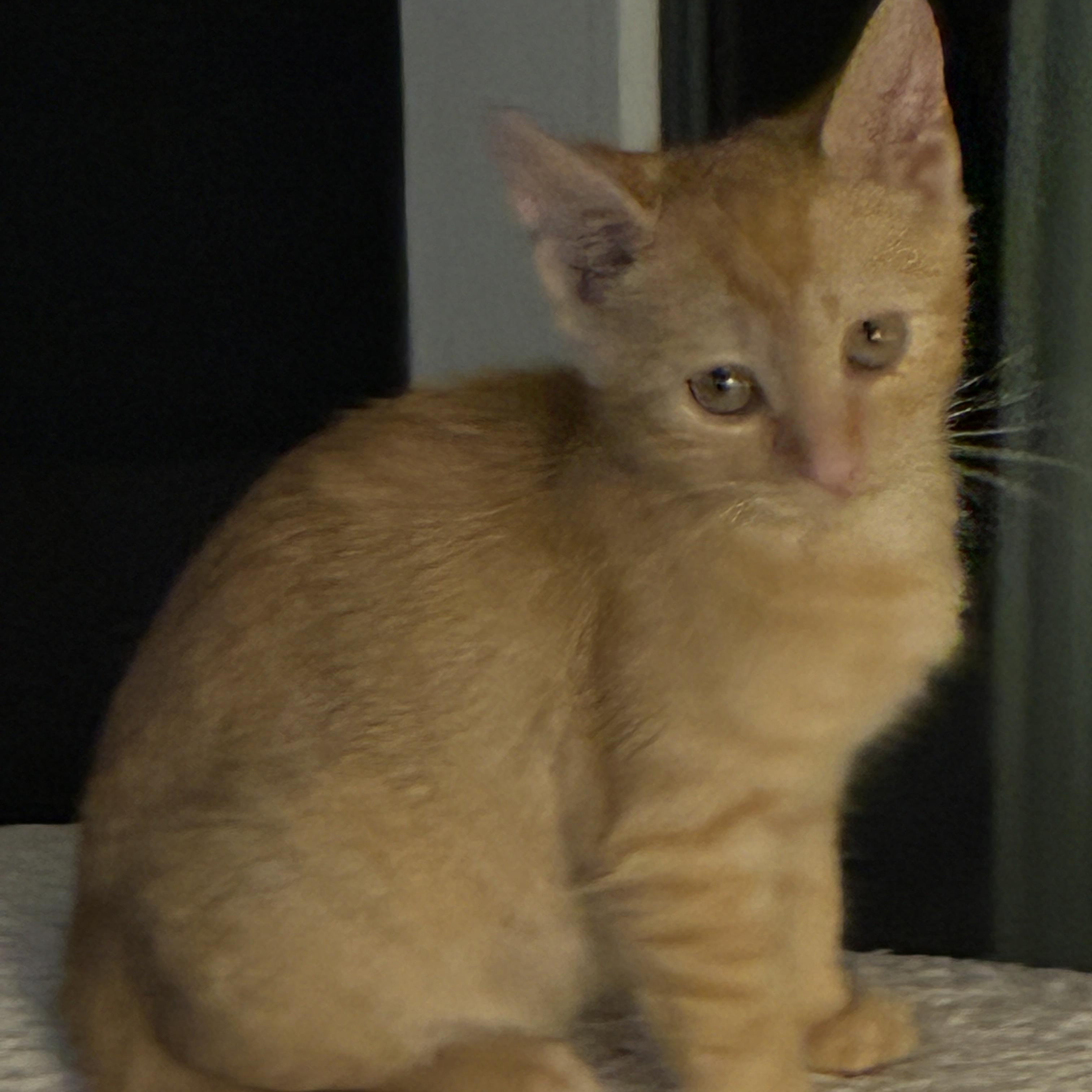 Fuego, adopted, Kitten Male Domestic Short Hair.