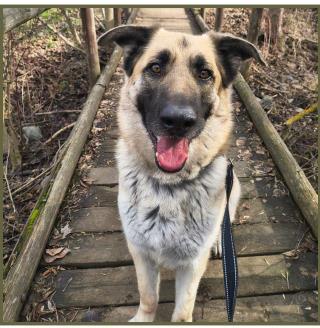Enlarge Jo, a ADOPTABLE mixed breed in Wenatchee, WA image 1/3