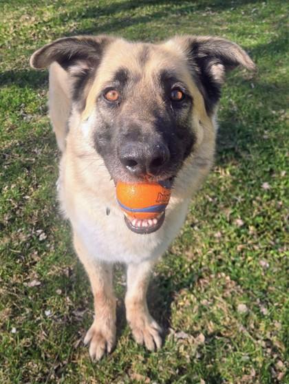 Enlarge Jo, a ADOPTABLE mixed breed in Wenatchee, WA image 3/3